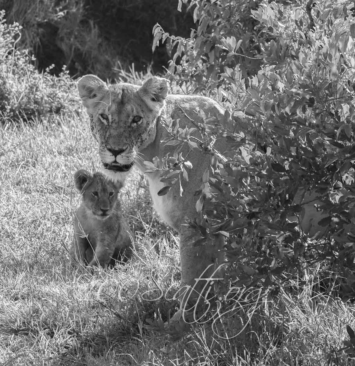 Kenya safari 01.jpg